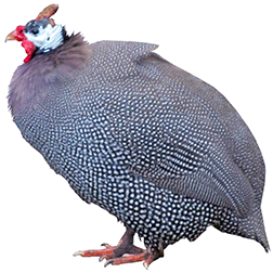 Pearl Guinea
